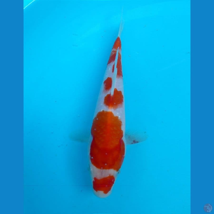 kohaku 20 cm