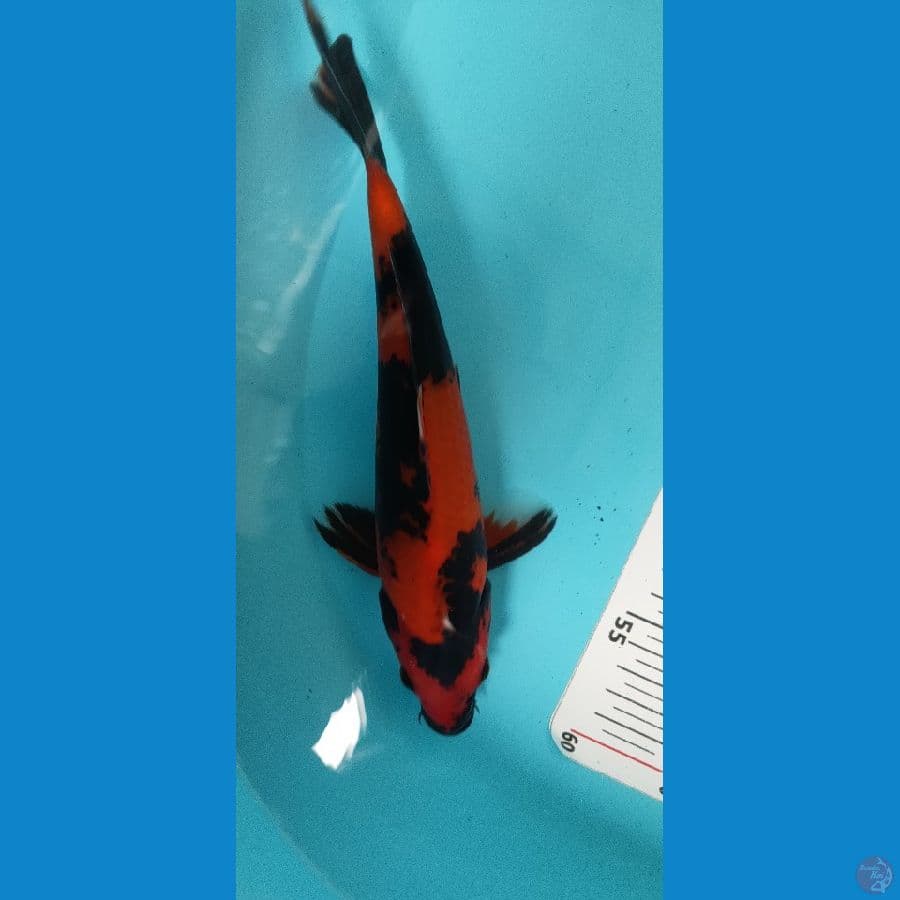 hi utsuri 28 cm merah strong