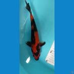 hi utsuri 28 cm merah strong