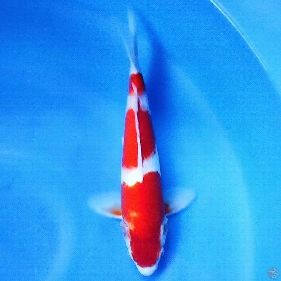 3 Step Kohaku 31 Male 
