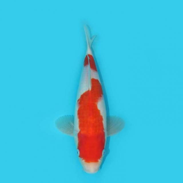 KOHAKU JUMBO TOSAI F1