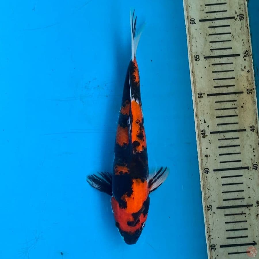 hi showa halus 29cm jantan