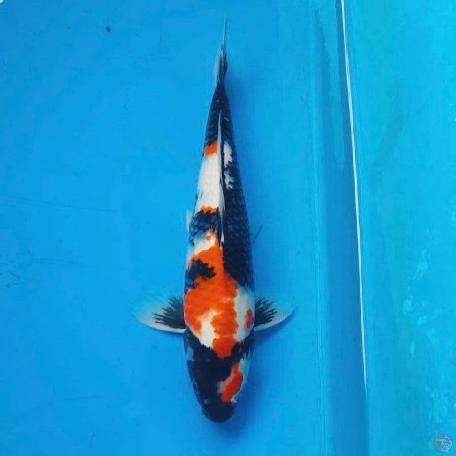 showa 32cm Female