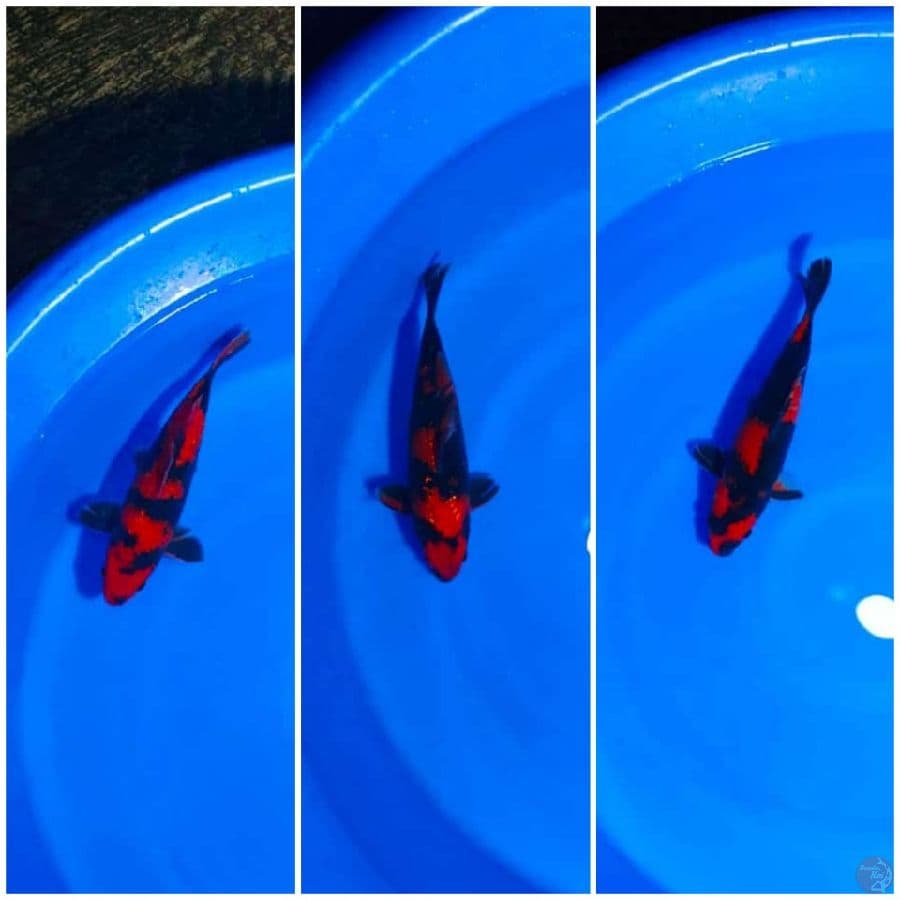 Hi Utsuri size all 25cm