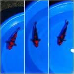 Hi Utsuri size all 25cm