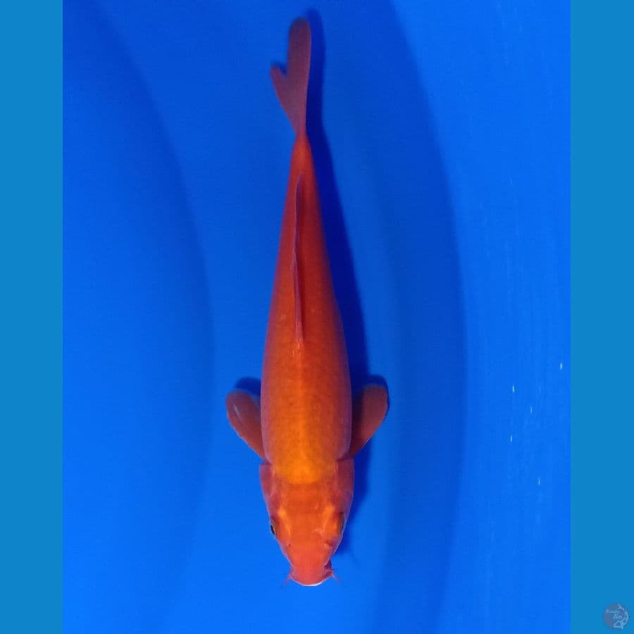 BENIGOI RED ????