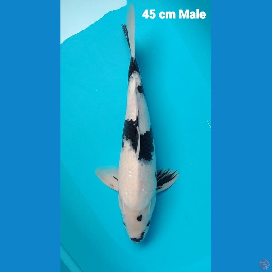 calon pejantan 45 cm