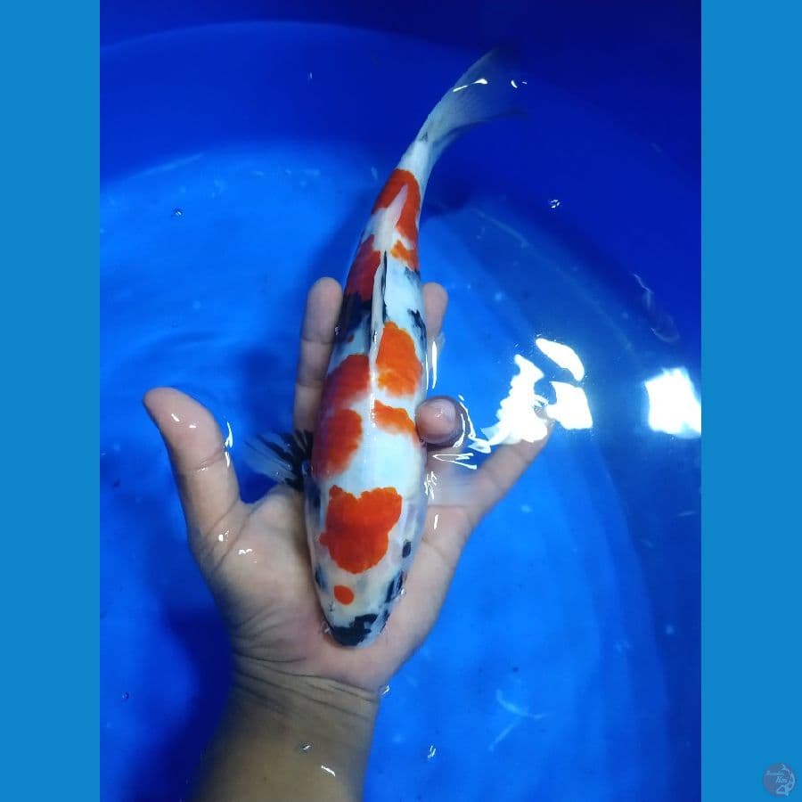 showa 28 cm