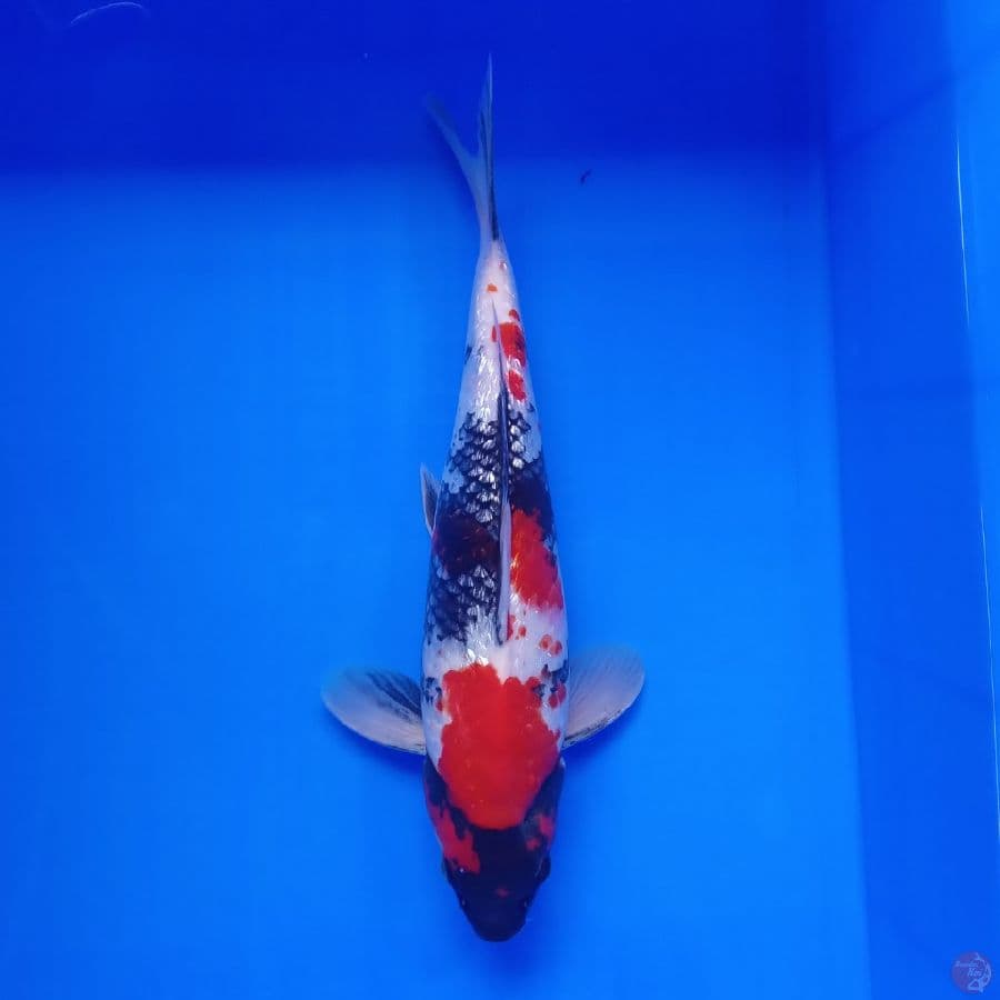 DIAMOND - SHOWA GINRIN MALE A 32CM