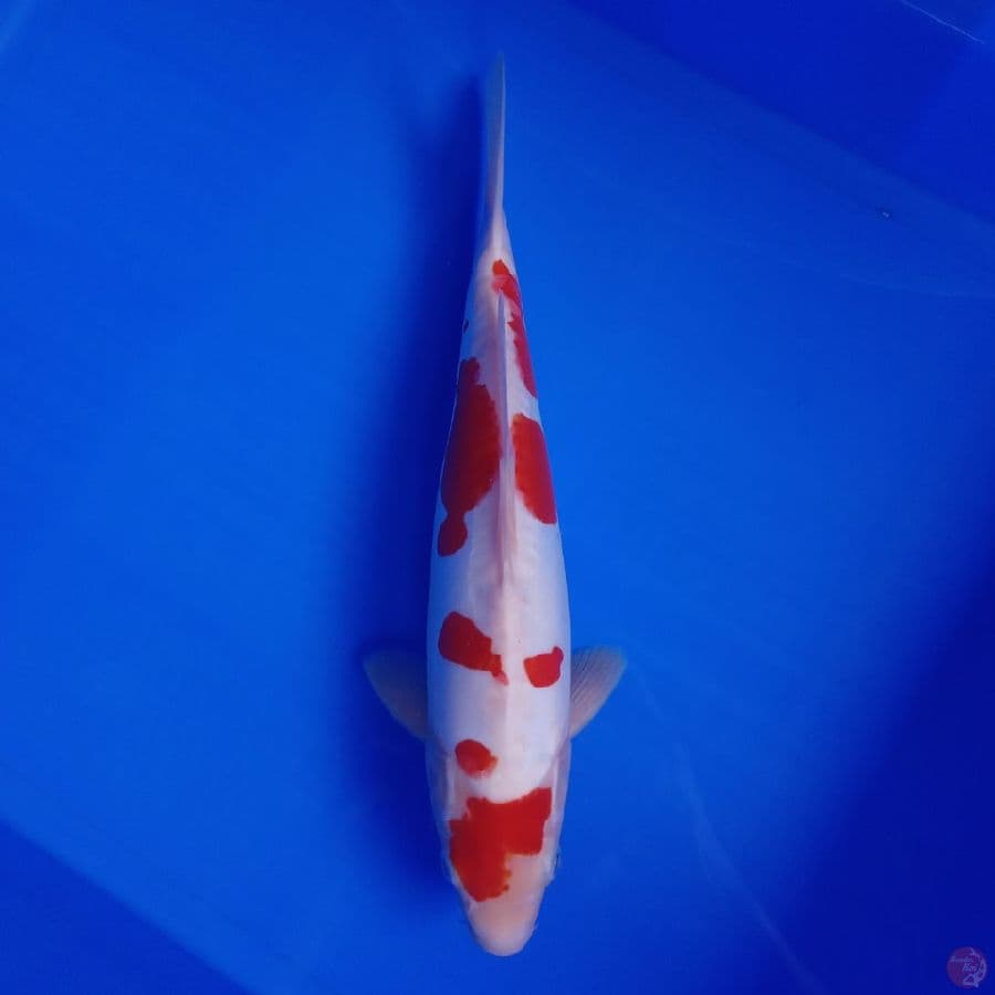 DIAMOND - DOITSU KOHAKU MALE 31CM