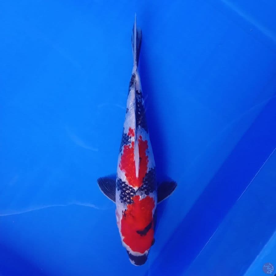 DIAMOND - SHOWA GINRIN MALE C 31CM