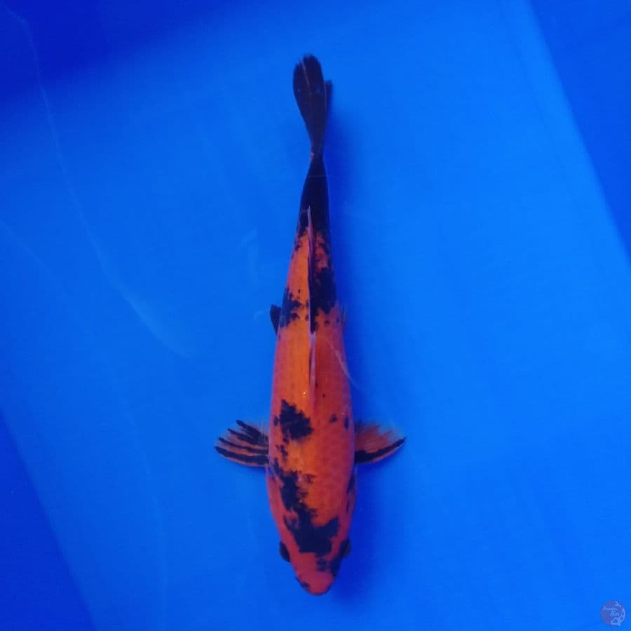DIAMOND - HI UTSURI MALE 30CM