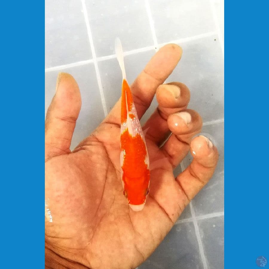supred mini