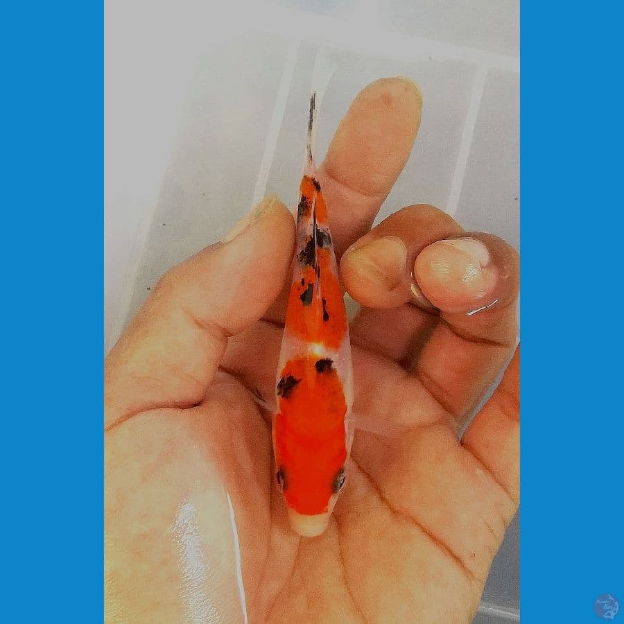 supred mini