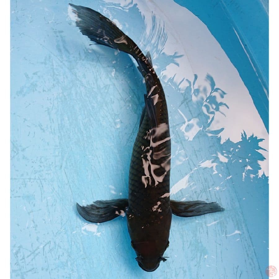 KUMPAY CHAGOI 40 CM