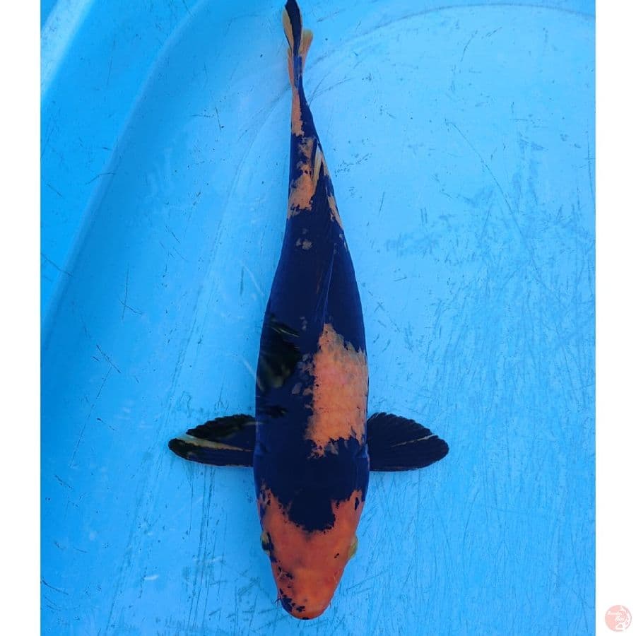 HI UTSURI 36CM 