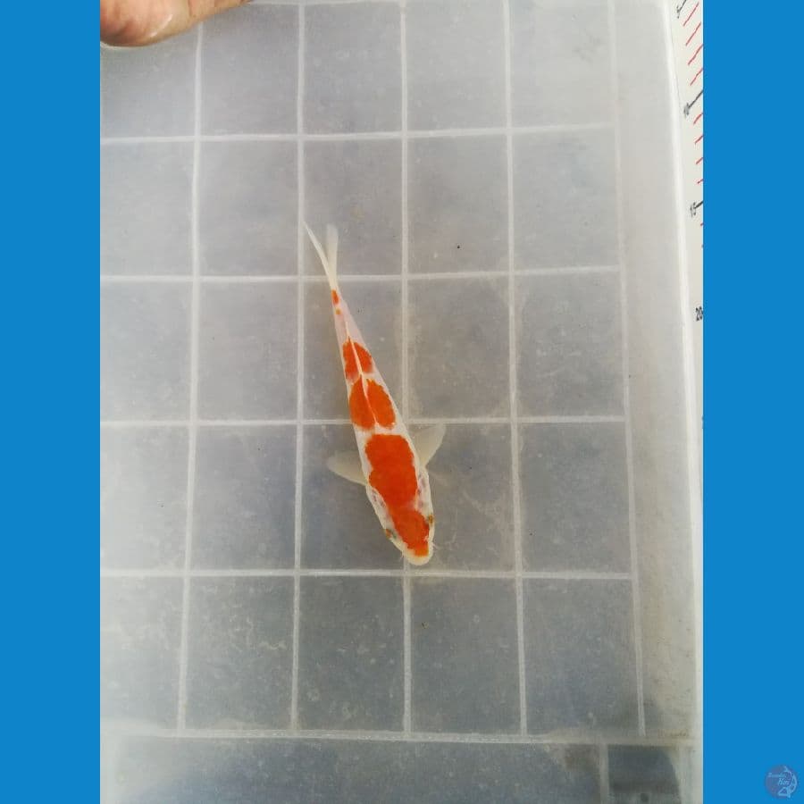 20cm