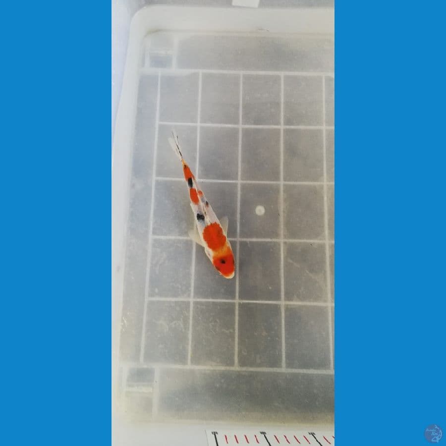 20cm