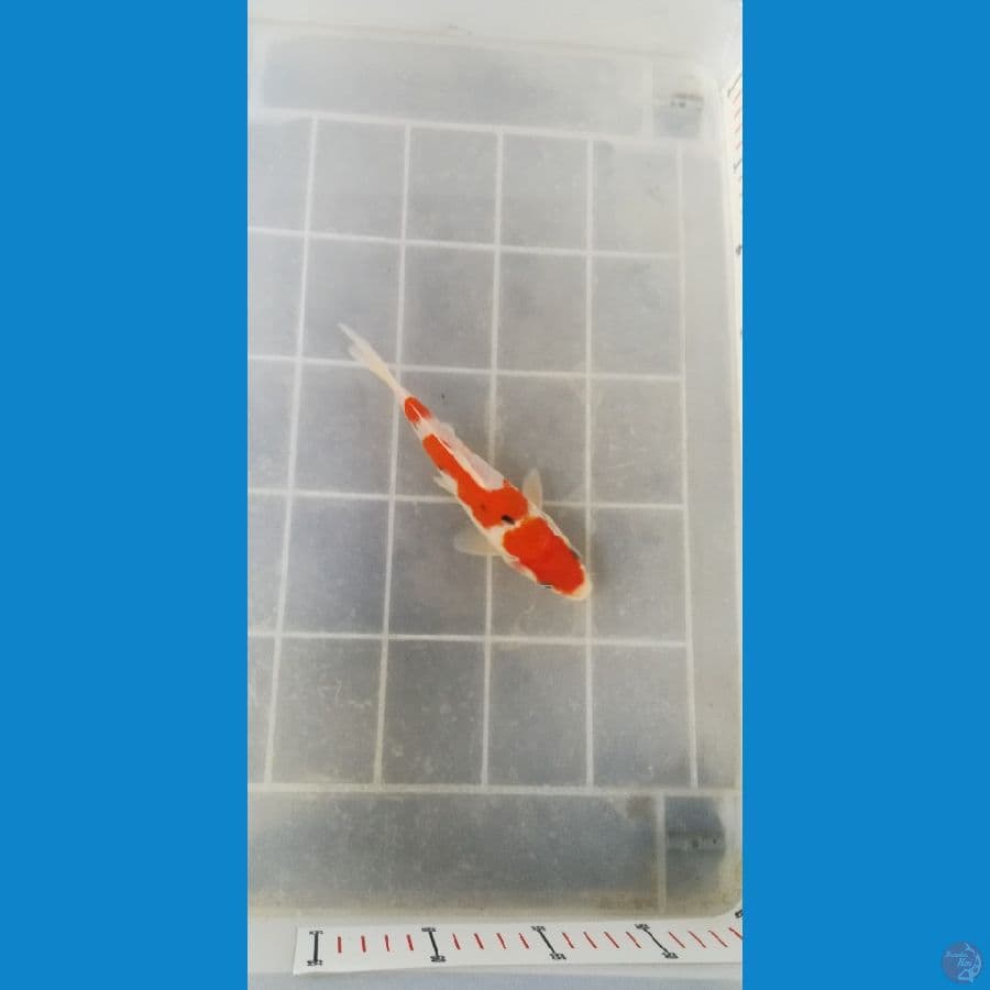 20cm