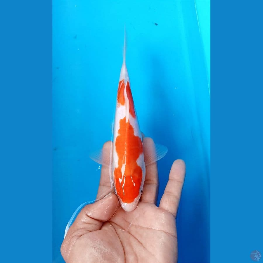 kohaku 20cm