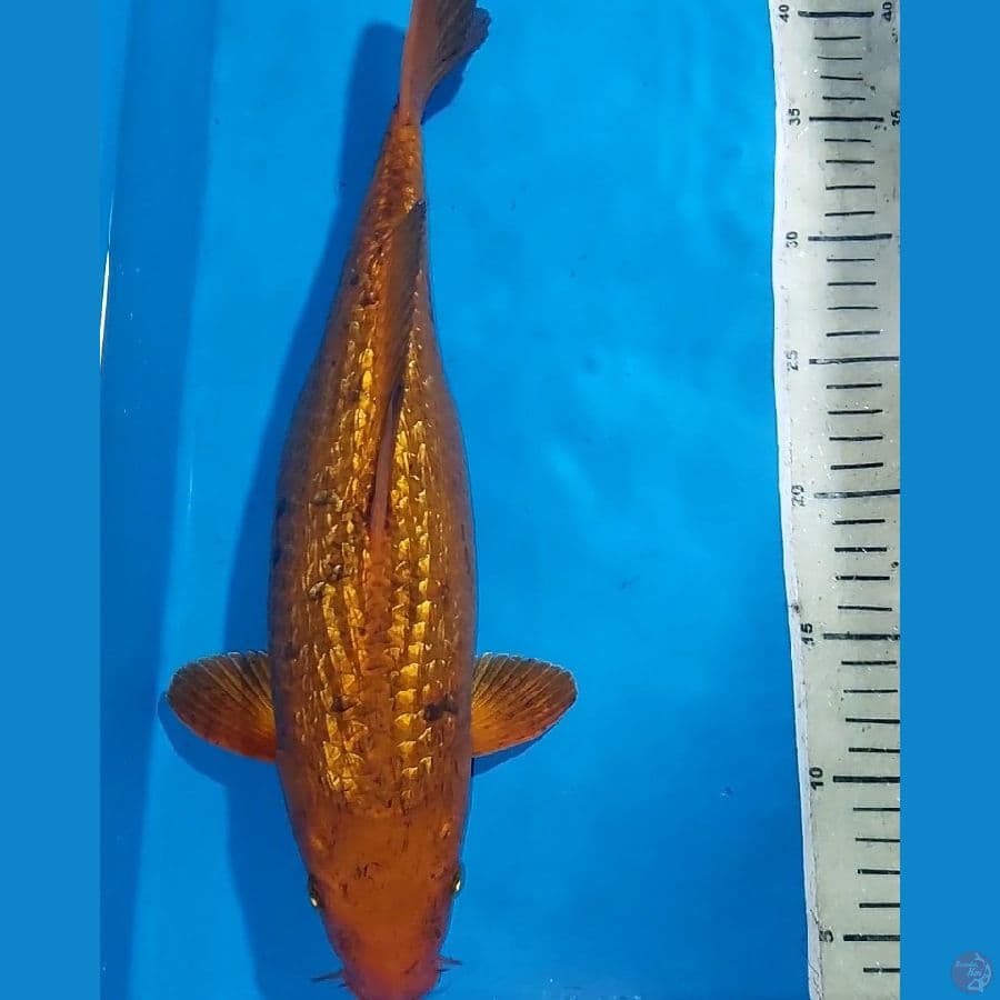 CARAMEL GINDRIN 38 CM