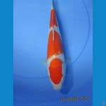Sandan Kohaku 30 cm