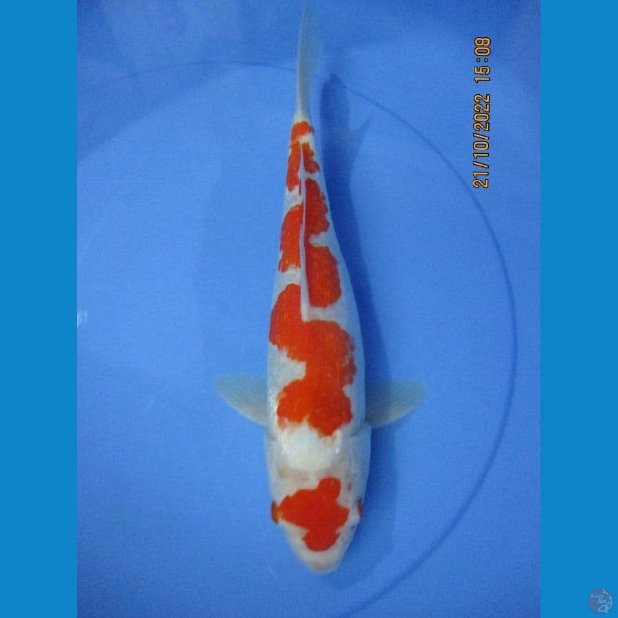 maruten Inazuma kohaku Ginrin 31 cm