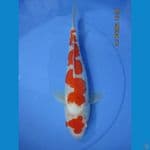maruten Inazuma kohaku Ginrin 31 cm