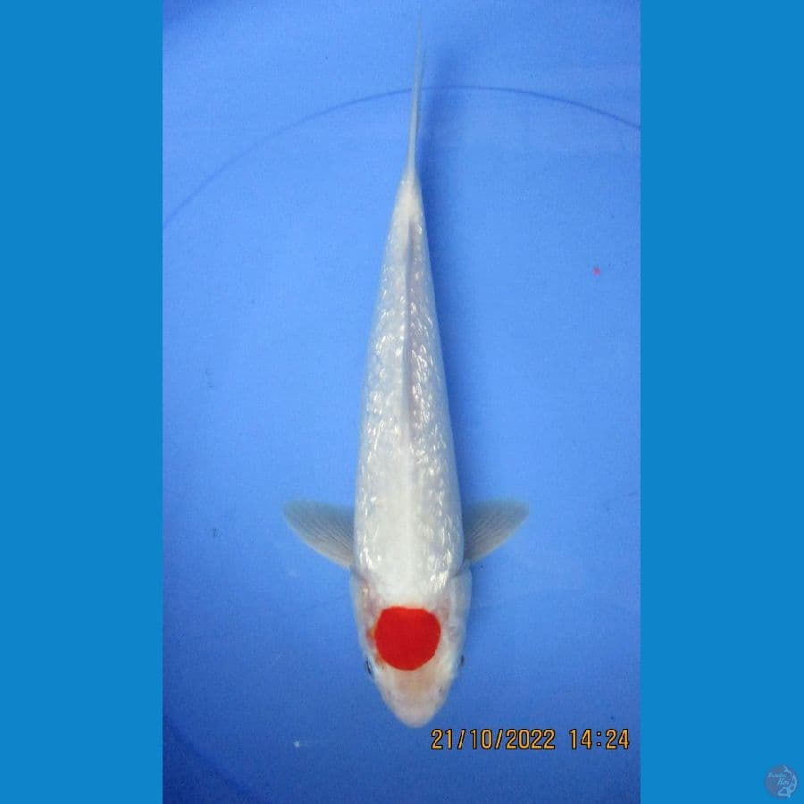 tancho Kohaku ginrinr 31 cm