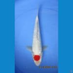 tancho Kohaku ginrinr 31 cm