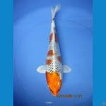 Hikari tebal 35 cm Kujaku
