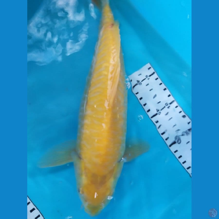 karasi sisik naga 33cm berpunuk