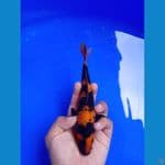 minion hiutsuri 18cm male