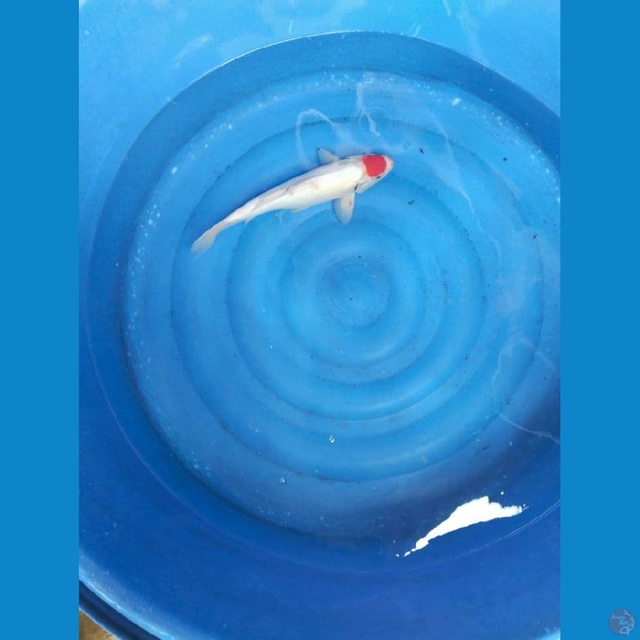 tancho 40cm