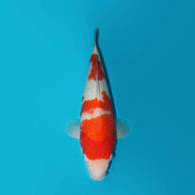 KOHAKU PUNUK ONTA JUMBO TOSAI F1