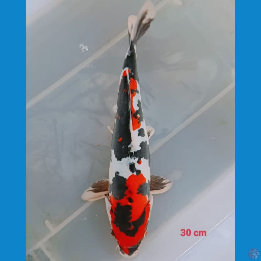 Showa Doit murni male 30 cm