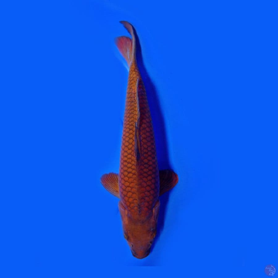 chagoi tembaga 35cm male