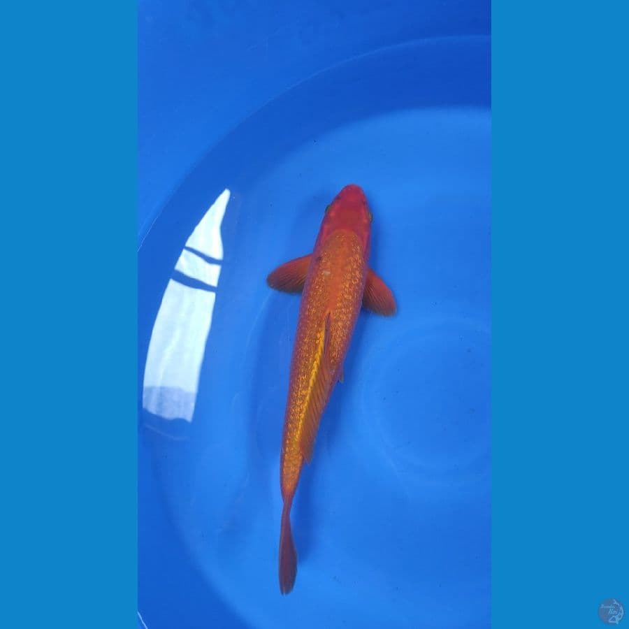 akamatsuba gindrin 38cm male