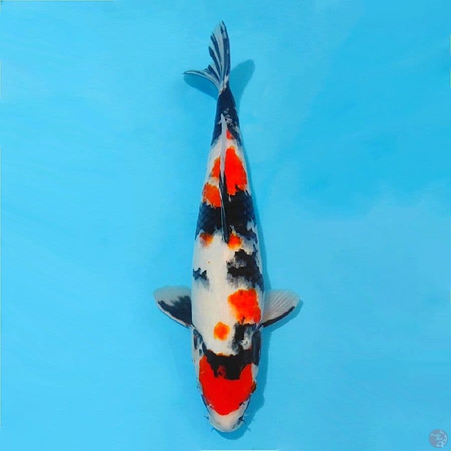١. maruten kindai showa original  size 38cm fml