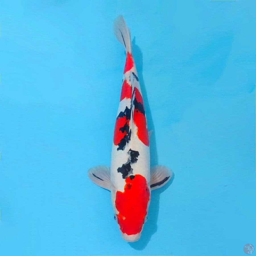 ٢. Doitsu sanke original size 35cm male