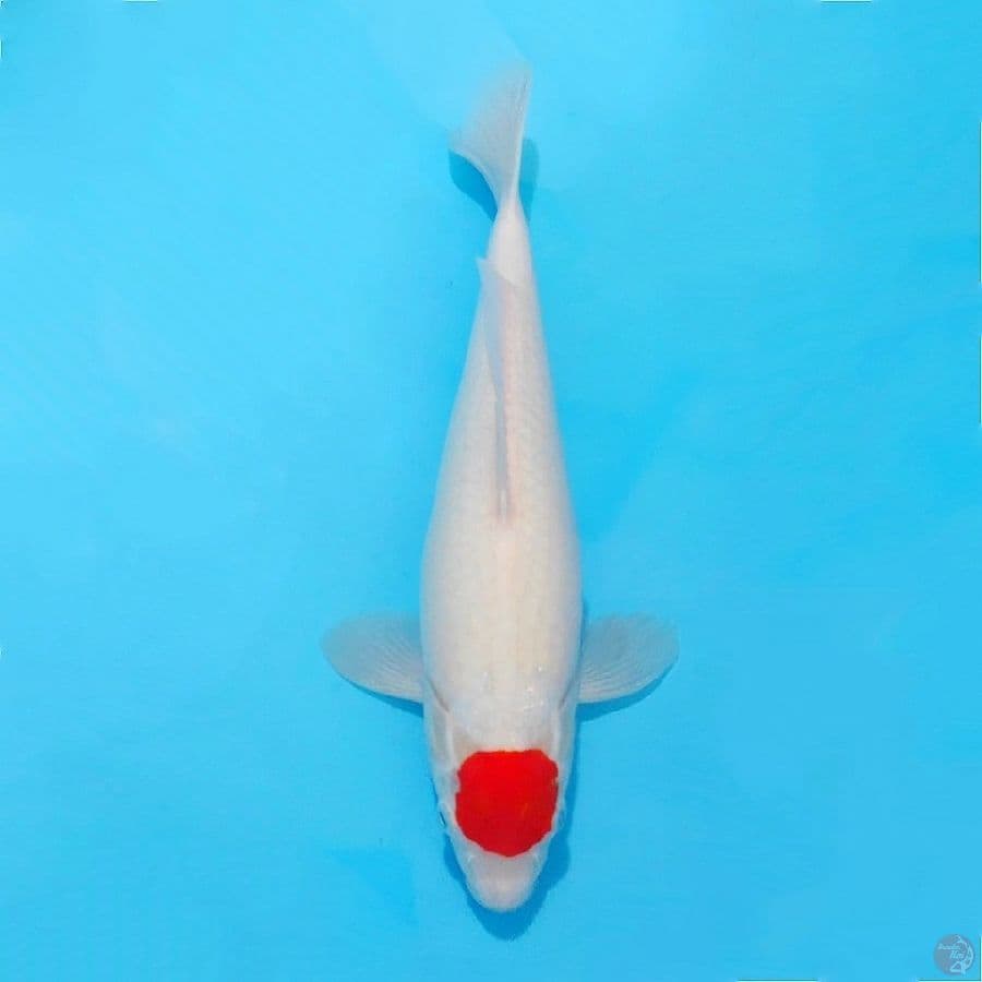 ٣. Tancho kohaku original size 35cm fml