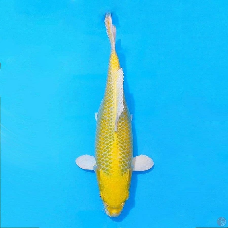 ٤. Yamabuki ogon bersih size 35cm fml