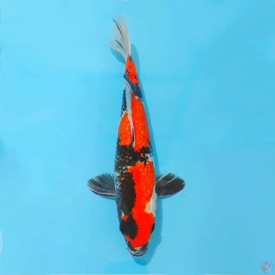 ٩. Ginrin showa 3 step size 30cm male