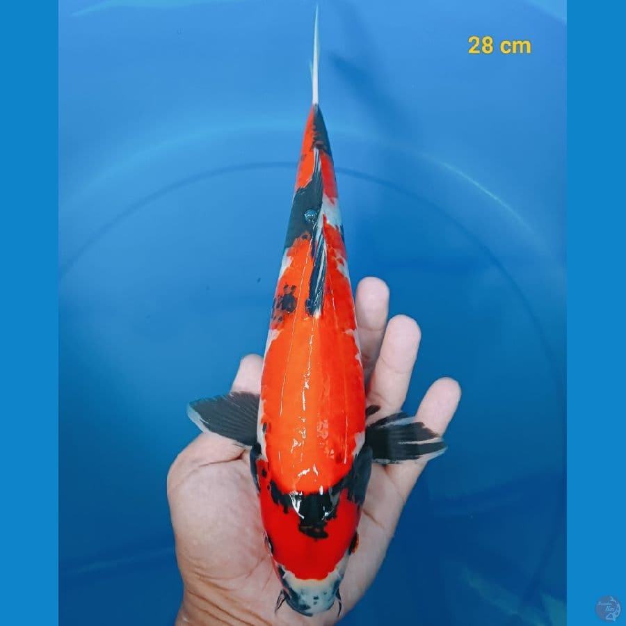 Showa male 28 cm
