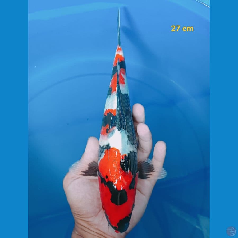 HQ showa male 27 cm