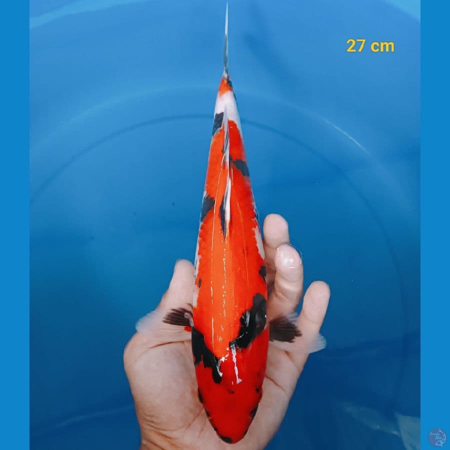 Hishowa 27 cm