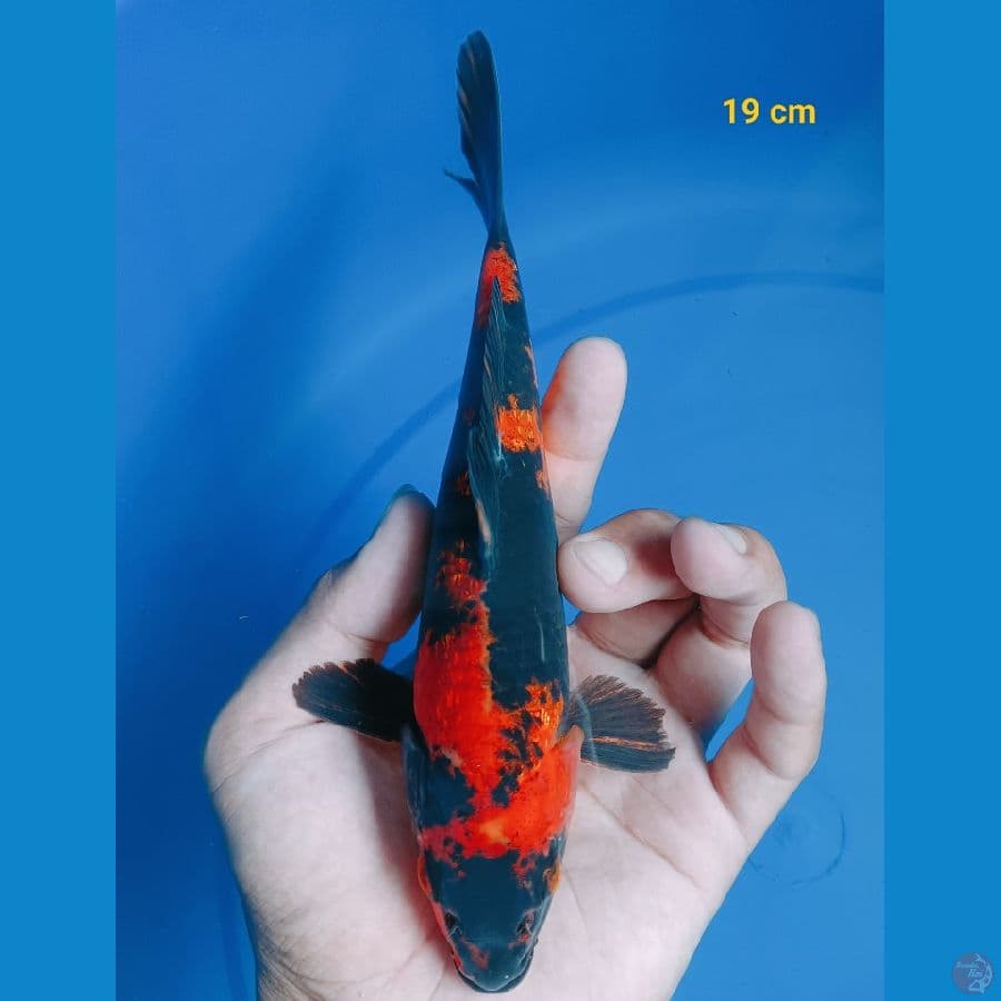 Hi Utsuri 19 cm