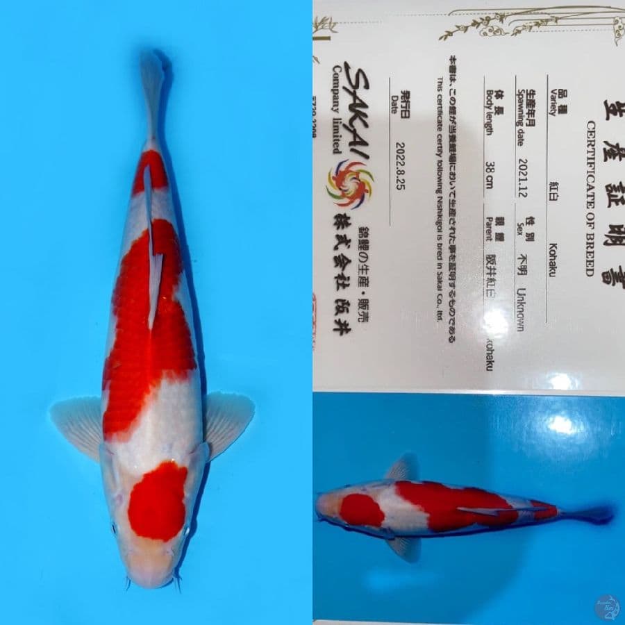 MARUTEN KOHAKU HQ SAKAI 38CM MALE