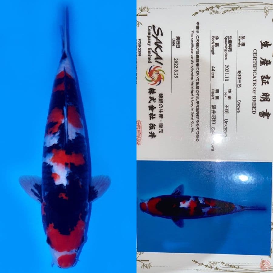SHOWA HQ SAKAI 44CM MALE