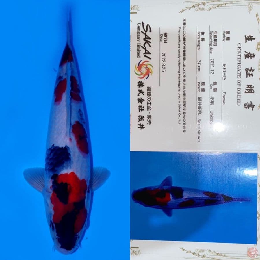 SHOWA HQ SAKAI 37CM MALE